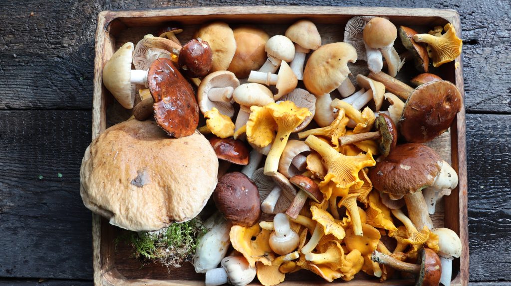 Nootropics vs Mushrooms