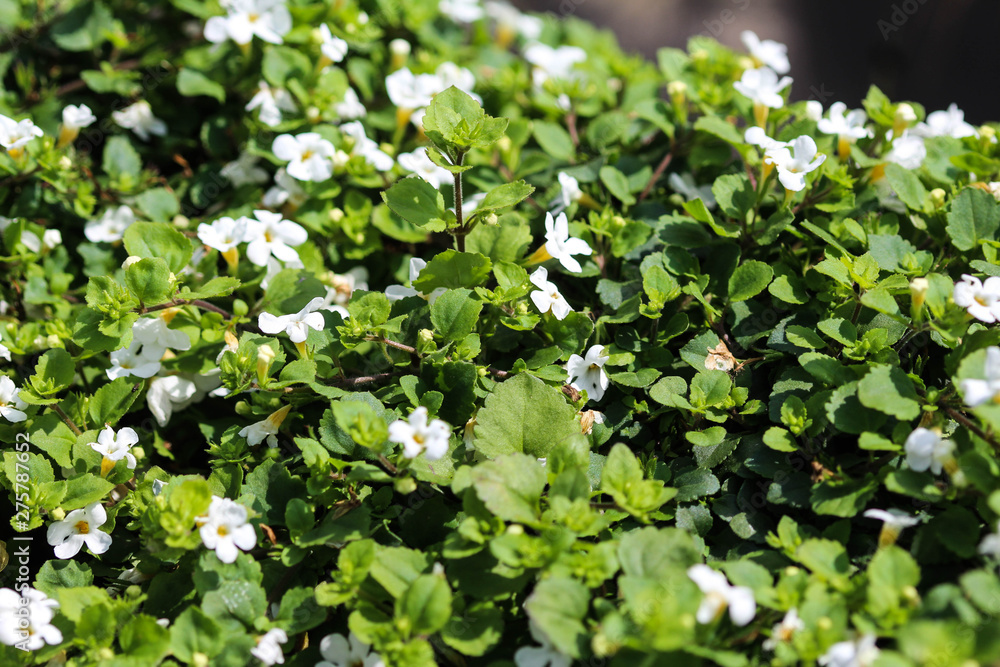 Bacopa Monnieri