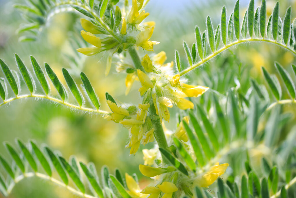 Best Natural Supplements for Energy and Longevity