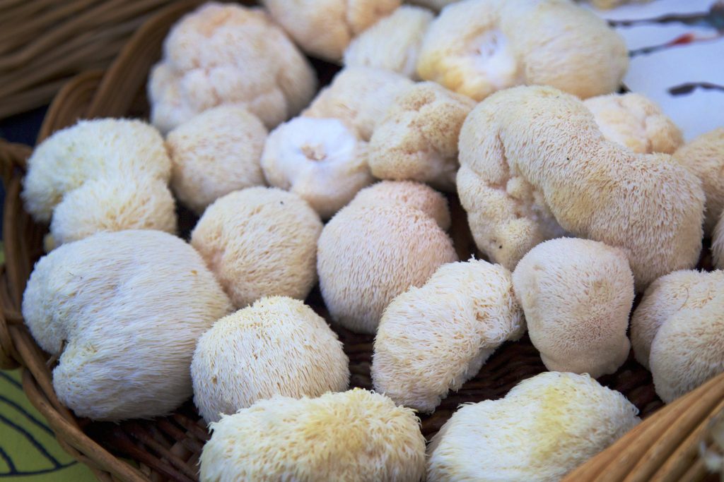 Lion’s Mane Mushroom
