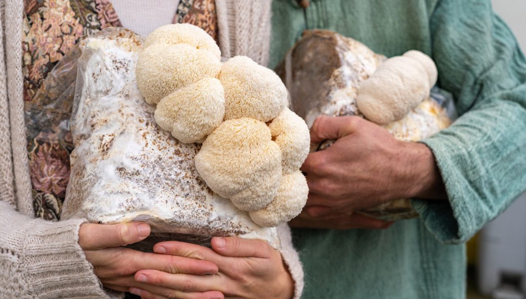 Lion’s Mane Mushroom