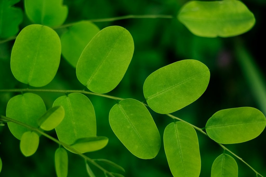 Foods That Could Help You Live 10 Years Longer